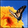 butterfly3.gif