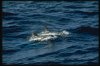 foto_dolphins_02.jpg