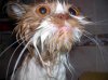 wet_cat_001.jpg